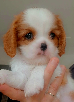 Les chiots de Cavalier King Charles Spaniel
