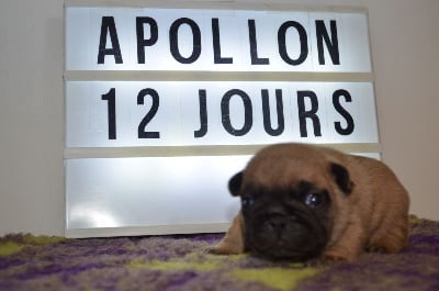 Les chiots de Bouledogue français