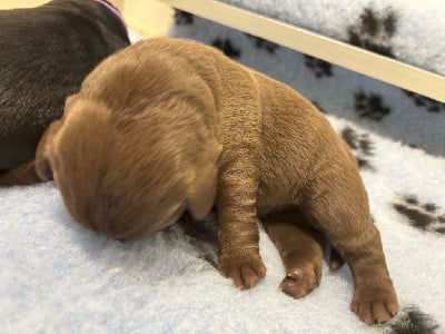 Les chiots de Labrador Retriever