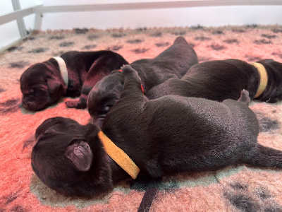 Les chiots de Labrador Retriever