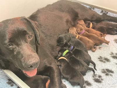 Les chiots de Labrador Retriever