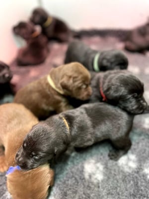 Les chiots de Labrador Retriever