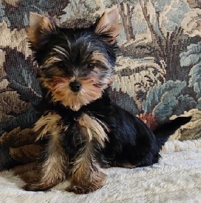 CHIOT 2 - Yorkshire Terrier
