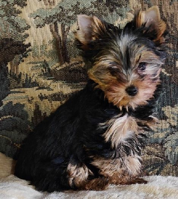 CHIOT 1 - Yorkshire Terrier