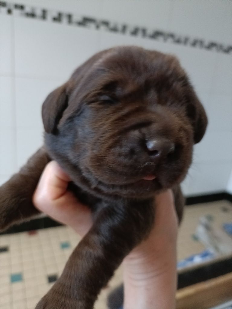 Male chocolat - Labrador Retriever
