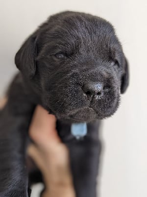 Les chiots de Labrador Retriever