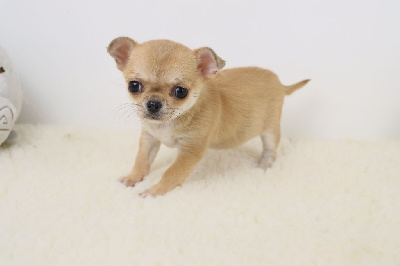 poil court fauve - Chihuahua