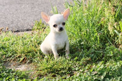 Les chiots de Chihuahua