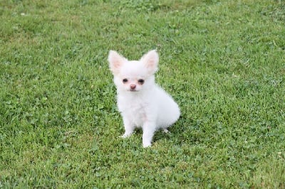 Les chiots de Chihuahua