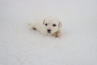 Les chiots de Bichon Frise