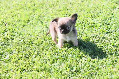 Mâle Fauve charbonné poil court - Chihuahua
