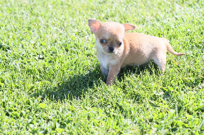 Mâle fauve poil court - Chihuahua