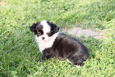 Les chiots de Chihuahua