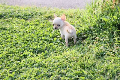 Les chiots de Chihuahua