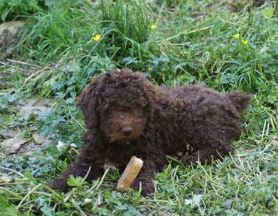 Les chiots de Chien d'eau espagnol
