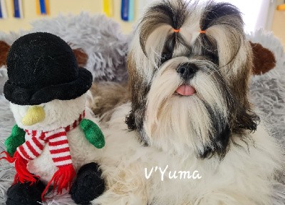 Shih Tzu