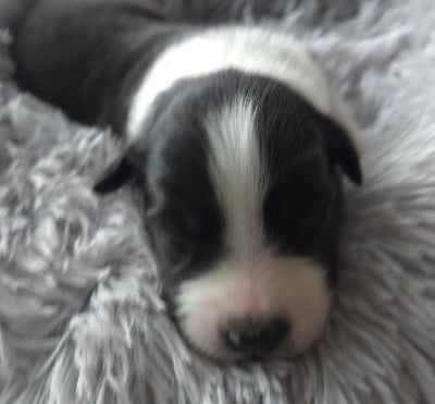 Les chiots de Berger Australien