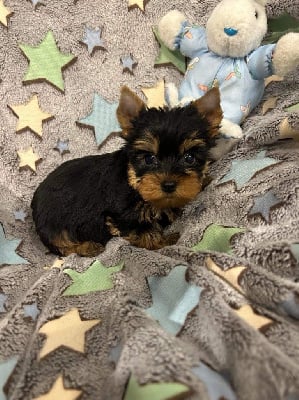CHIOT 3 - Yorkshire Terrier