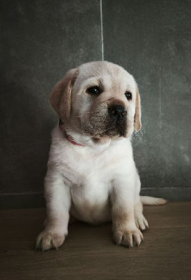 Les chiots de Labrador Retriever