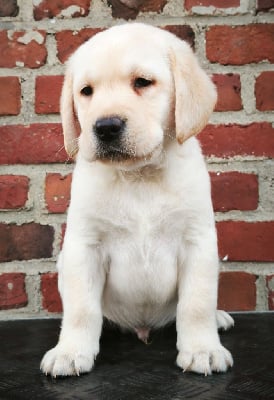 Les chiots de Labrador Retriever