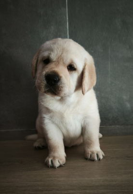 Les chiots de Labrador Retriever