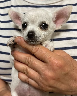 Les chiots de Chihuahua