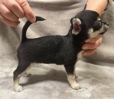 Les chiots de Chihuahua