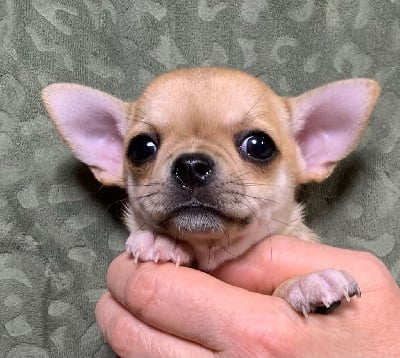 VELVET - Chihuahua