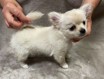 Les chiots de Chihuahua