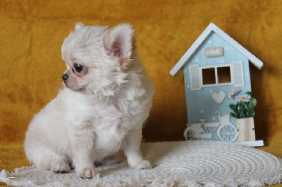 Les chiots de Chihuahua