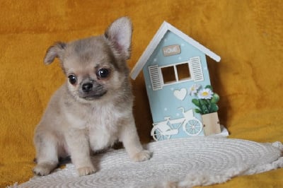 Les chiots de Chihuahua