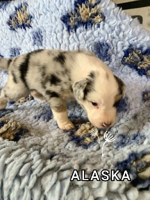 Les chiots de Berger Australien