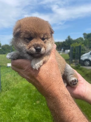 Les chiots de Shiba