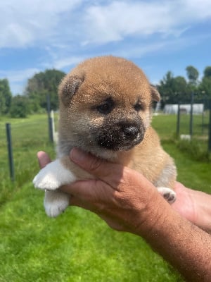 Les chiots de Shiba