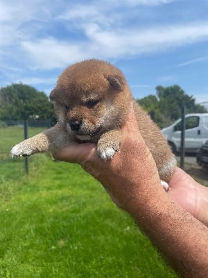 Les chiots de Shiba