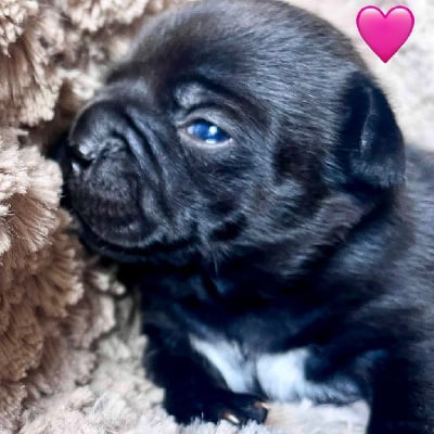 Les chiots de Staffordshire Bull Terrier