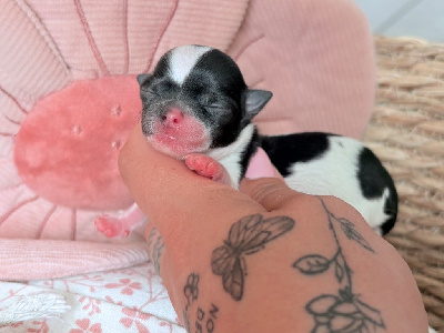 Les chiots de Chihuahua