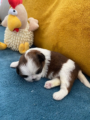 Les chiots de Shih Tzu