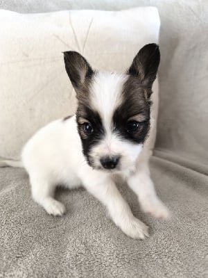 Les chiots de Epagneul nain Continental (Papillon)