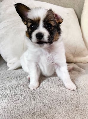 Les chiots de Epagneul nain Continental (Papillon)