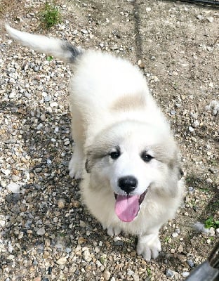 Les chiots de Chien de Montagne des Pyrenees