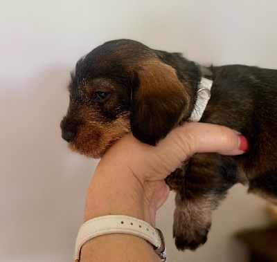 Les chiots de Teckel poil dur