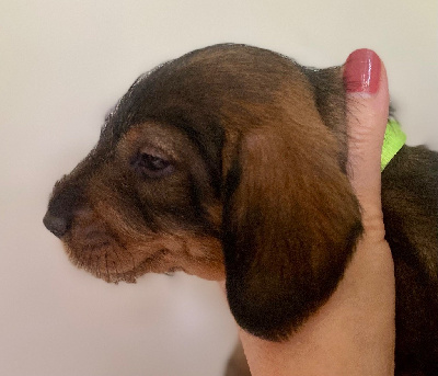 Les chiots de Teckel poil dur