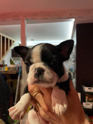 Les chiots de Boston Terrier