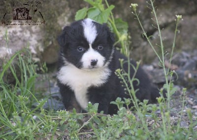 Les chiots de Berger Américain Miniature