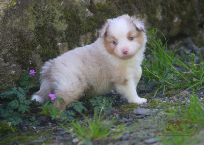 Les chiots de Berger Américain Miniature