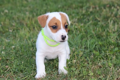 Les chiots de Jack Russell Terrier