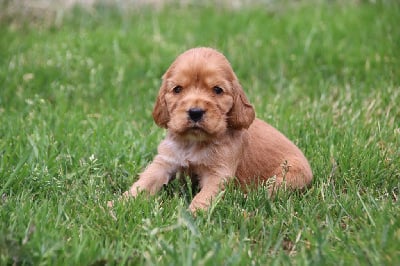 Les chiots de Cocker Spaniel Anglais