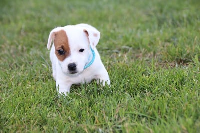 Les chiots de Jack Russell Terrier