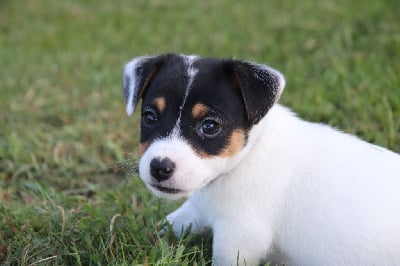 Les chiots de Jack Russell Terrier